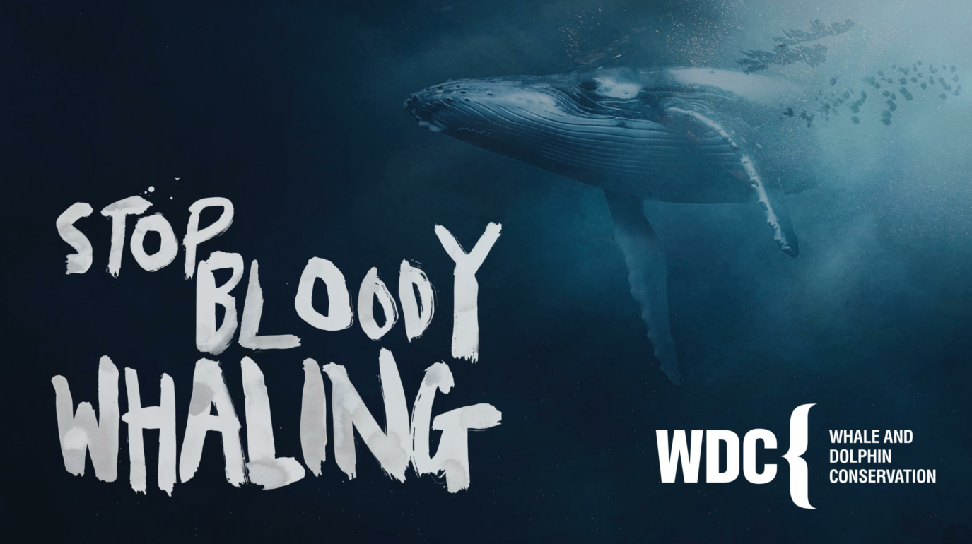 Stop bloody whaling graphic